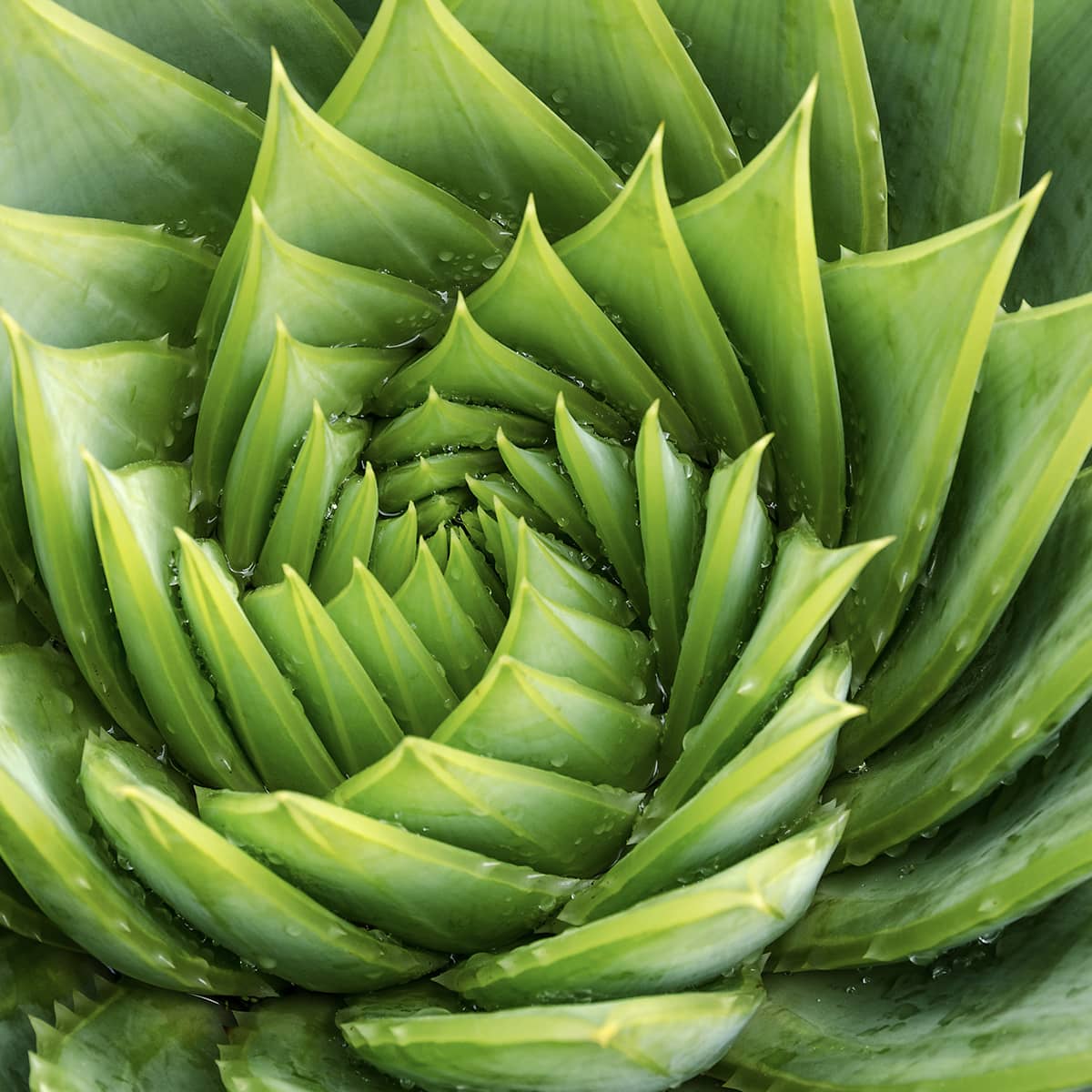 A picture of an aloe vera plant